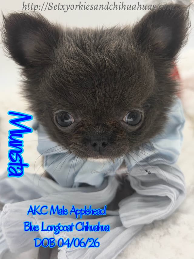 Chihuahua Puppies media 9