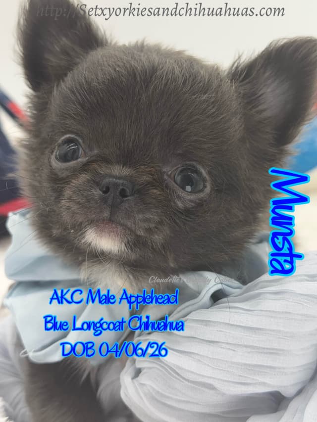 Chihuahua Puppies media 10