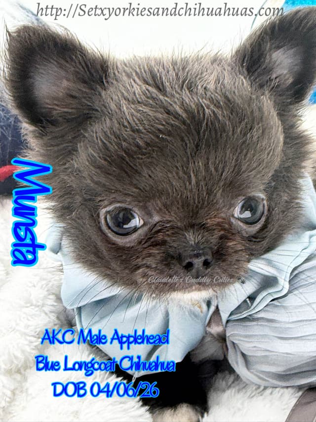 Chihuahua Puppies media 11