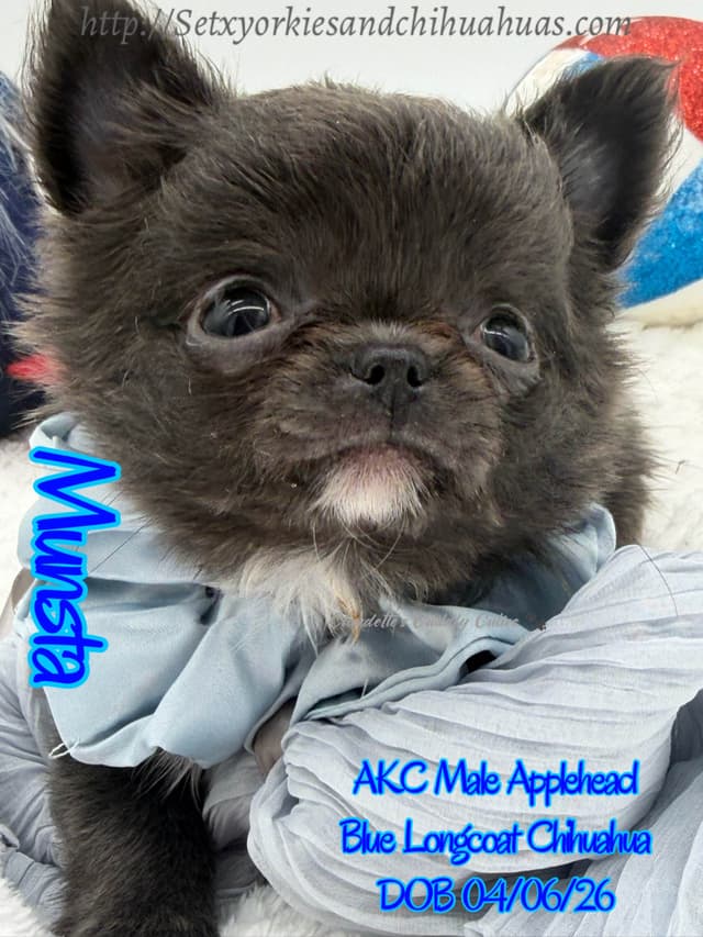 Chihuahua Puppies media 12