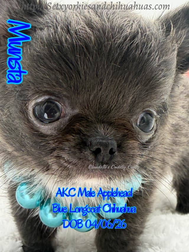 Chihuahua Puppies media 13