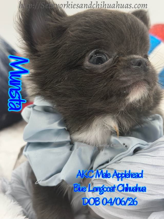 Chihuahua Puppies media 15
