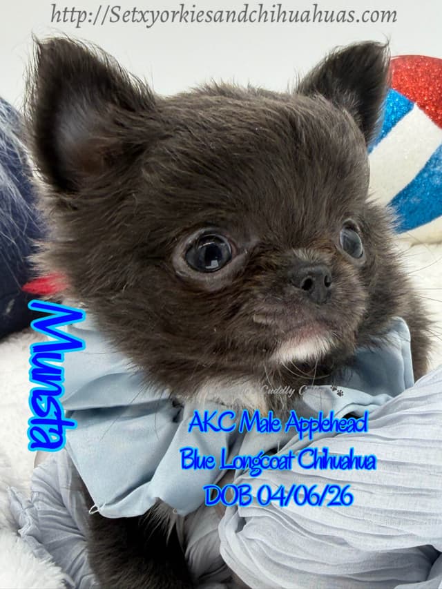 Chihuahua Puppies media 16