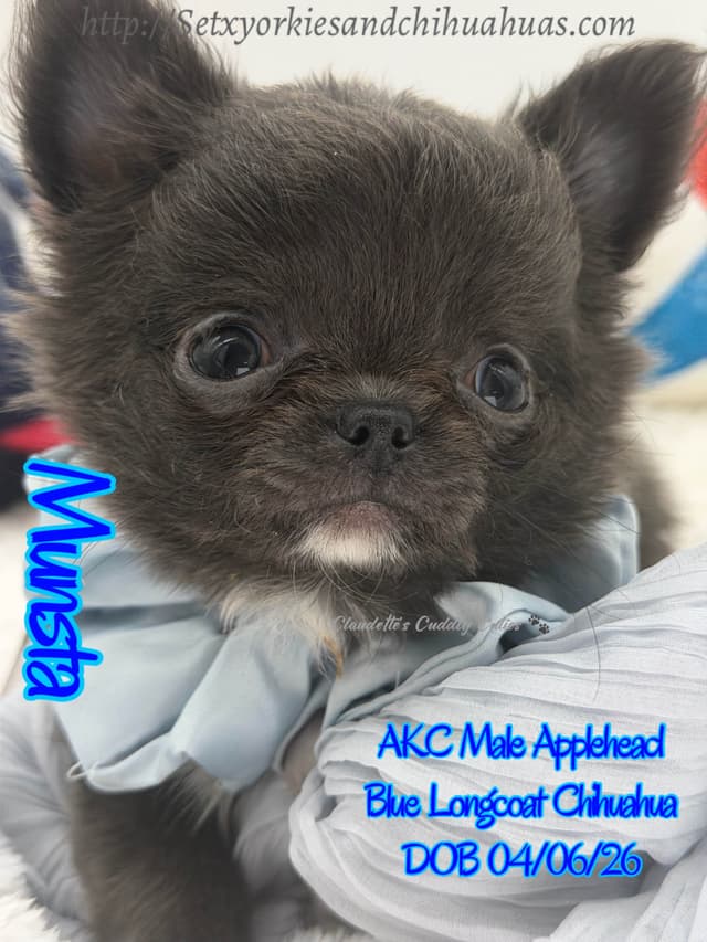Chihuahua Puppies media 18