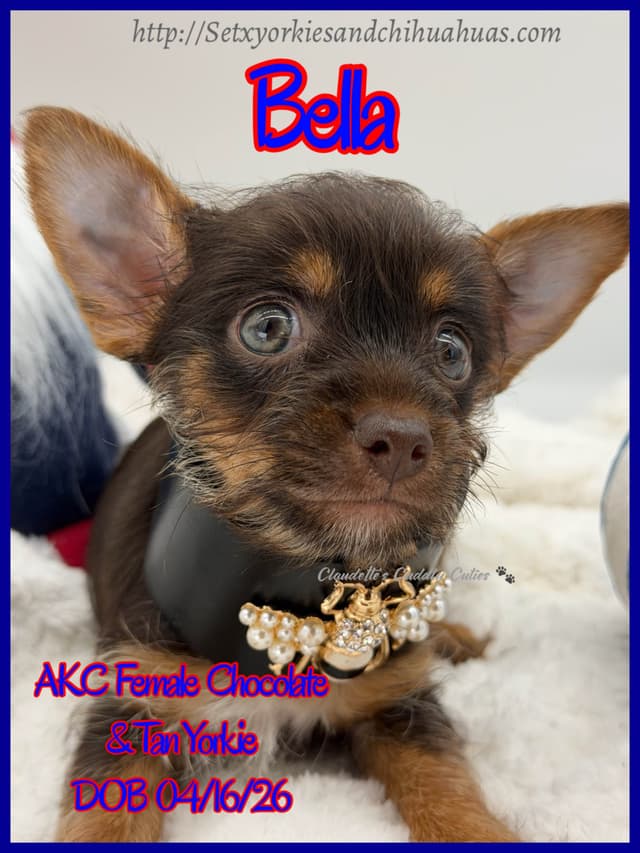Yorkshire Terrier Puppies media 6