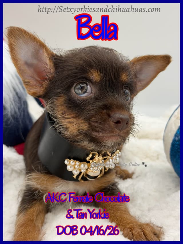 Yorkshire Terrier Puppies media 7