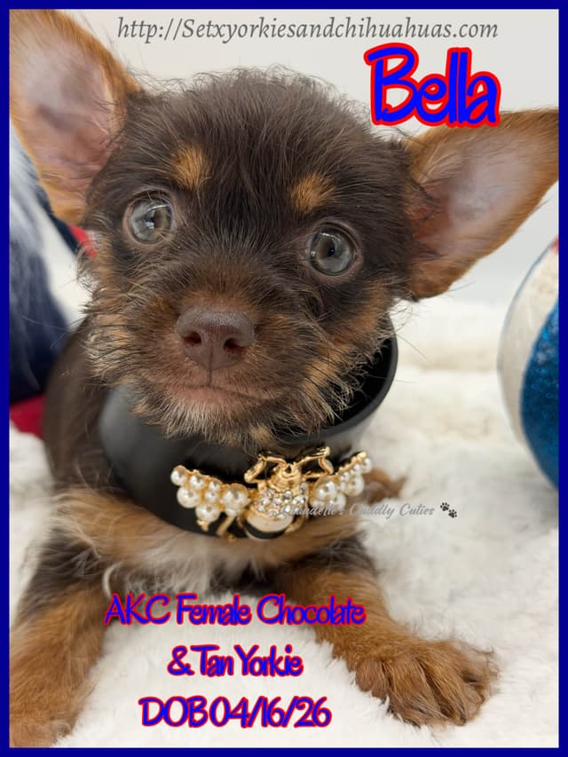 Yorkshire Terrier Puppies media 8
