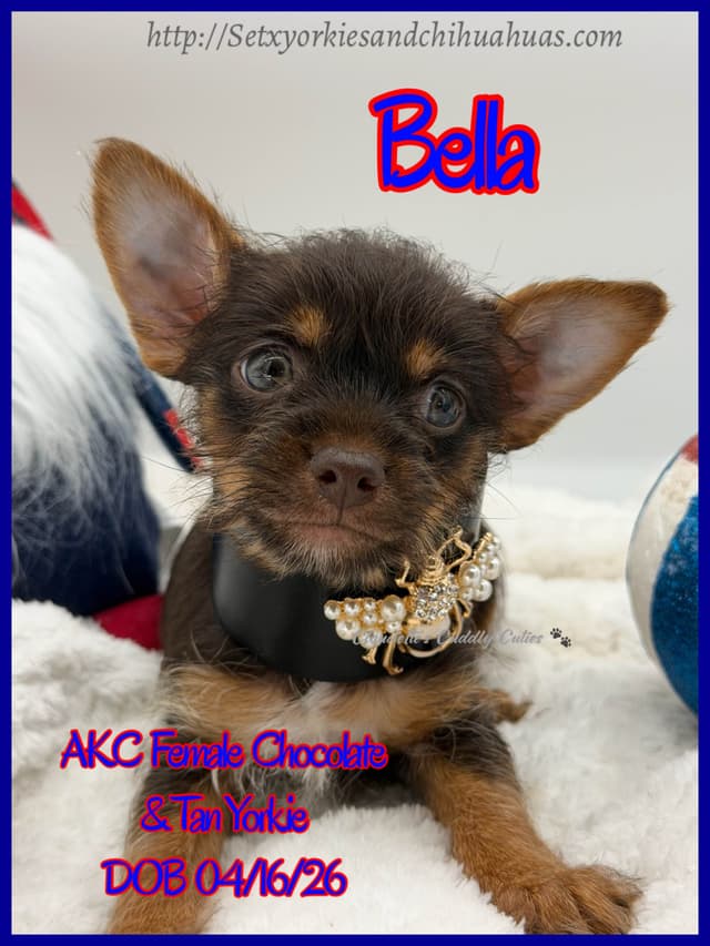Yorkshire Terrier Puppies media 9