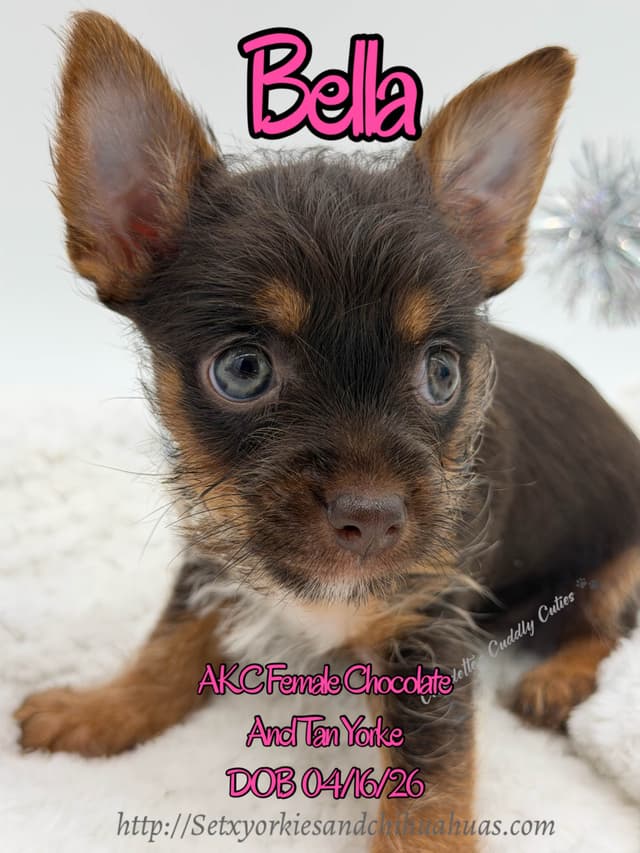 Yorkshire Terrier Puppies media 10