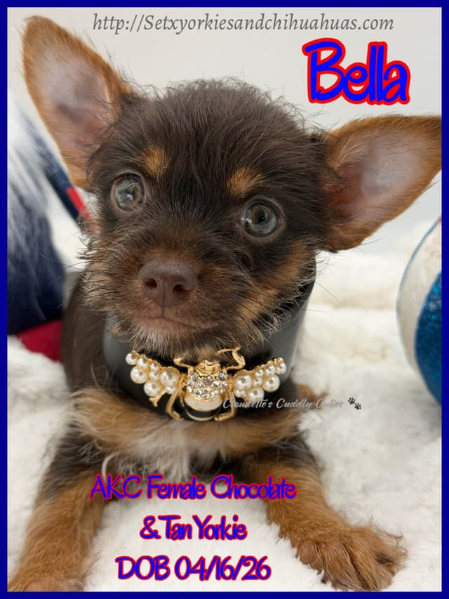 Yorkshire Terrier Puppies media 11