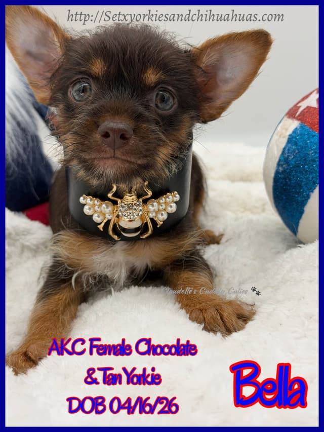 Yorkshire Terrier Puppies media 12