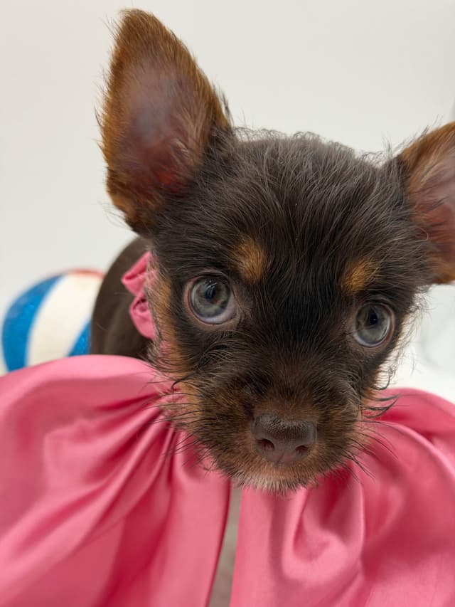 Yorkshire Terrier Puppies media 13