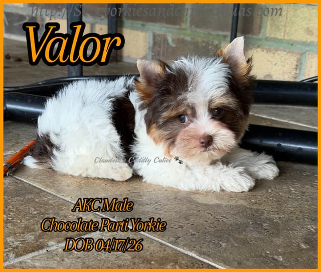 Yorkshire Terrier Puppies media 2