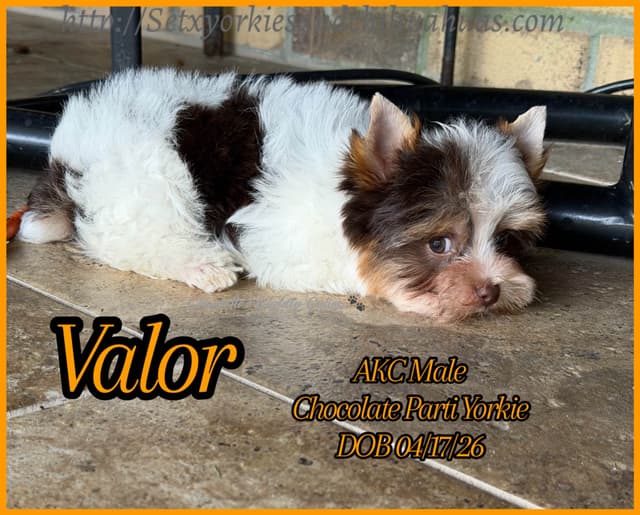 Yorkshire Terrier Puppies media 3
