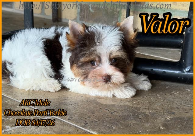 Yorkshire Terrier Puppies media 4