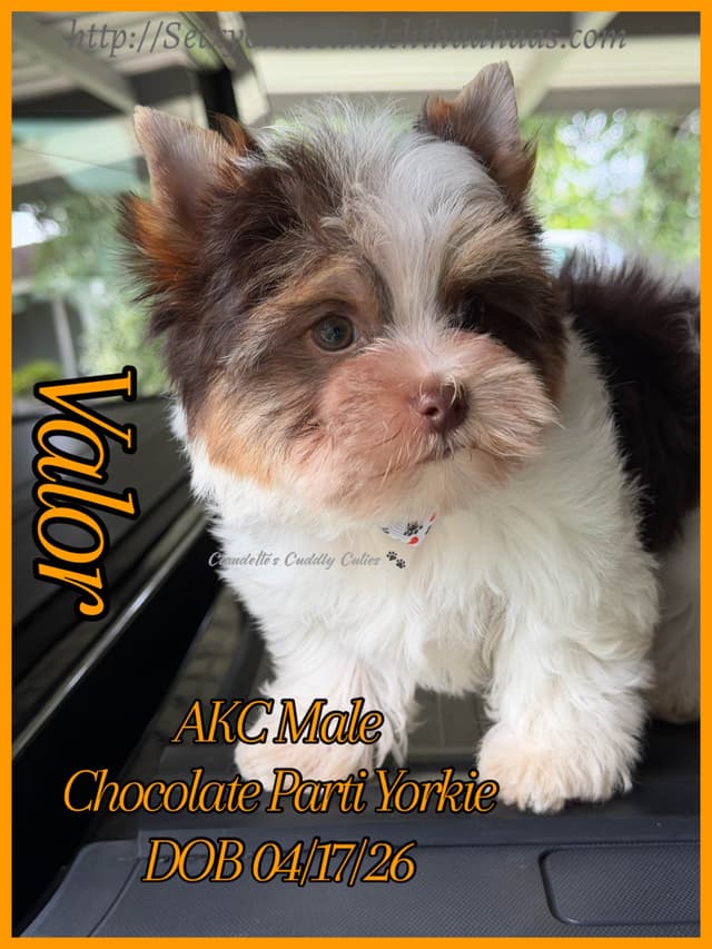 Yorkshire Terrier Puppies media 5