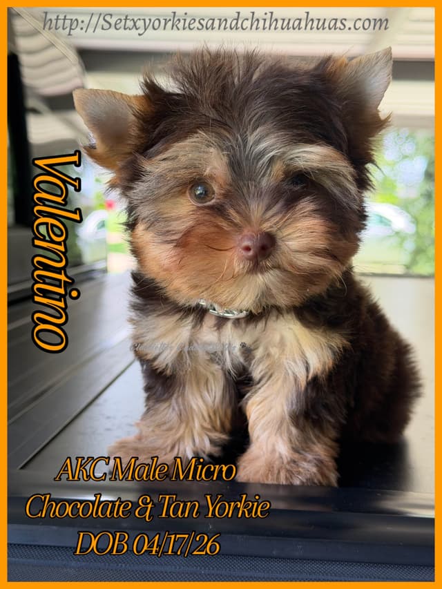 Yorkshire Terrier Puppies media 6