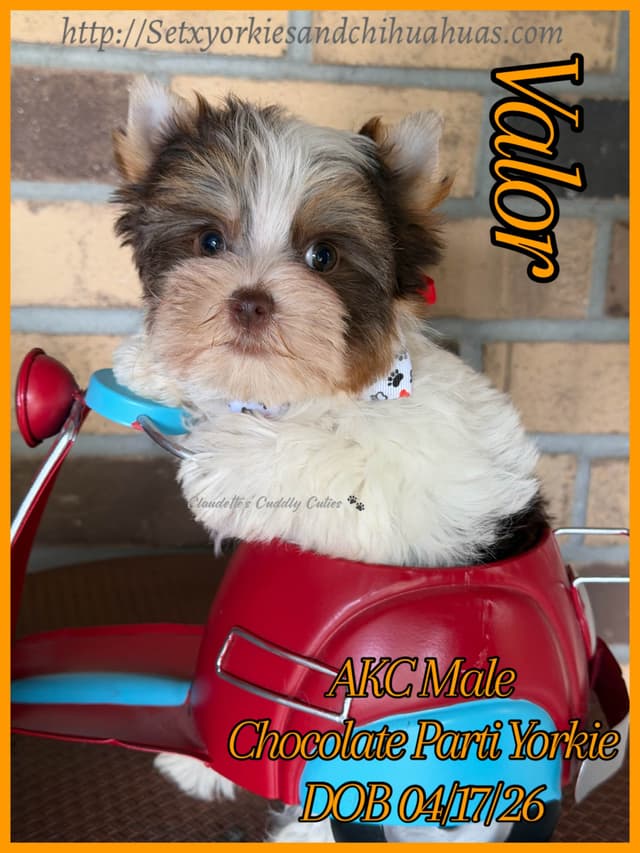 Yorkshire Terrier Puppies media 7