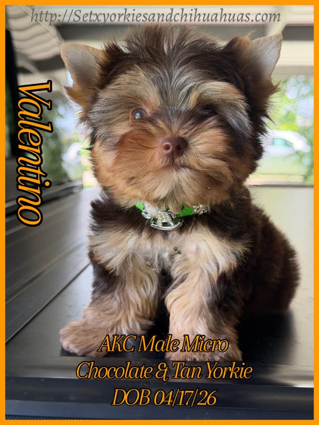 Yorkshire Terrier Puppies media 10