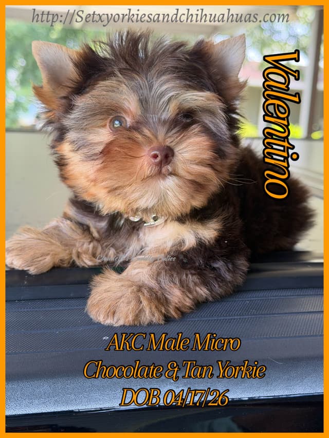 Yorkshire Terrier Puppies media 9