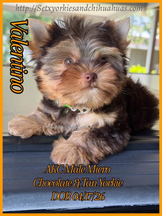 Yorkshire Terrier Puppies media 8
