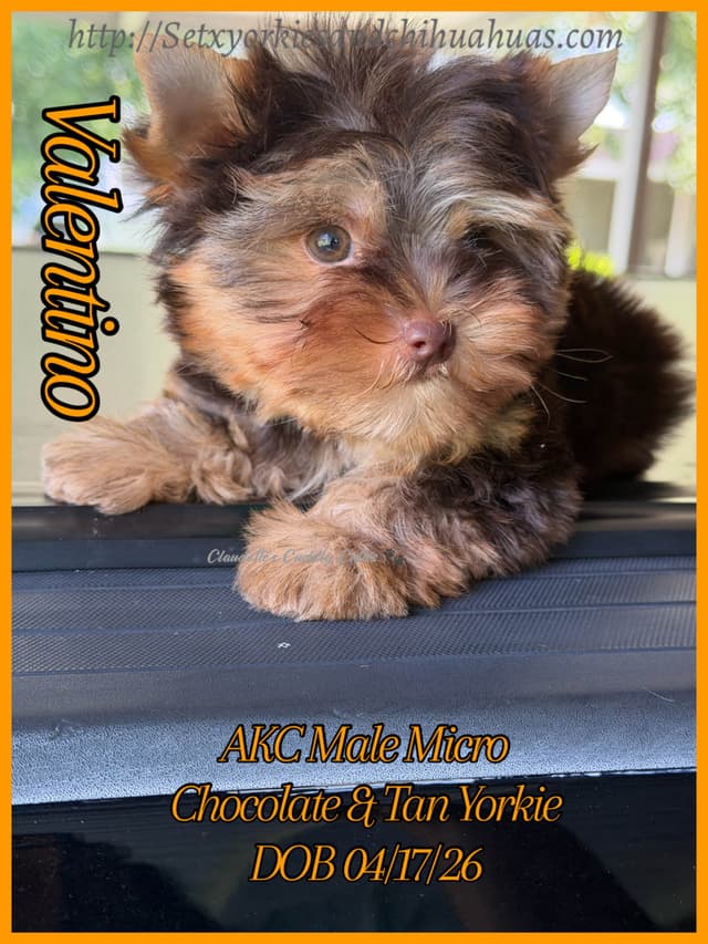 Yorkshire Terrier Puppies media 12