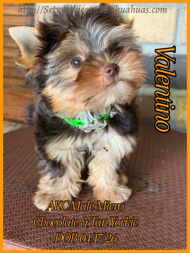 Yorkshire Terrier Puppies media 11
