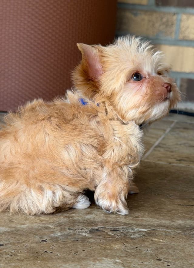 Yorkshire Terrier Puppies media 3
