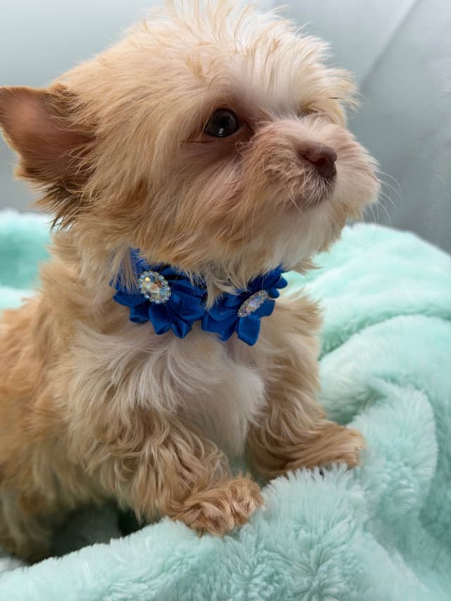 Yorkshire Terrier Puppies media 5