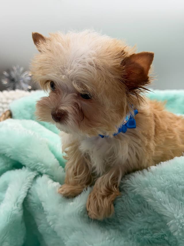 Yorkshire Terrier Puppies media 7