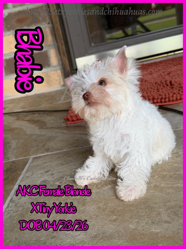 Yorkshire Terrier Puppies media 11