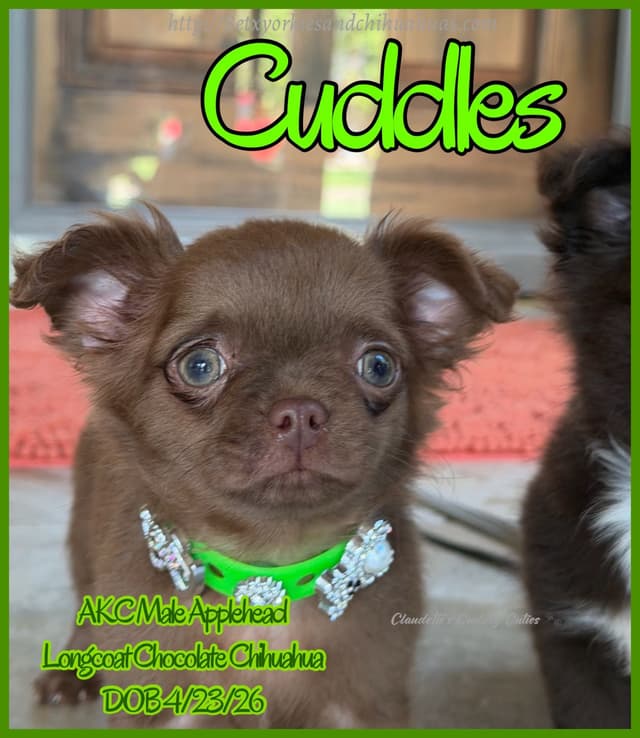 Chihuahua Puppies media 4