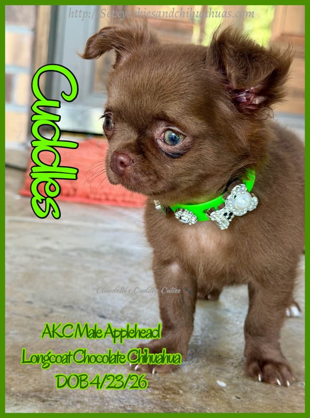 Chihuahua Puppies media 3