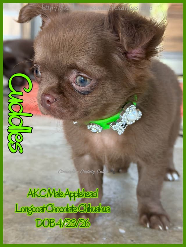 Chihuahua Puppies media 2