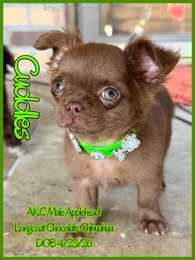 Chihuahua Puppies media 7