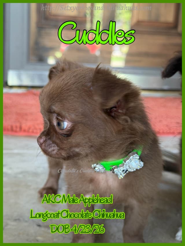 Chihuahua Puppies media 5