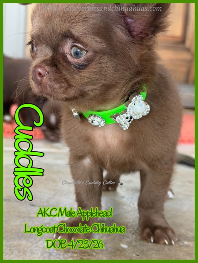 Chihuahua Puppies media 6