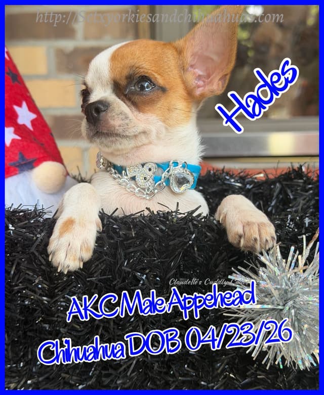 Chihuahua Puppies media 4