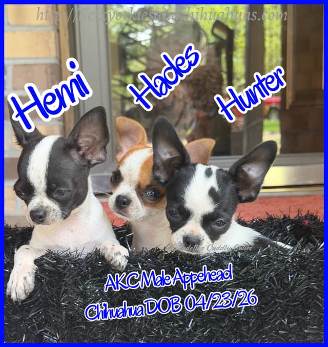Chihuahua Puppies media 2