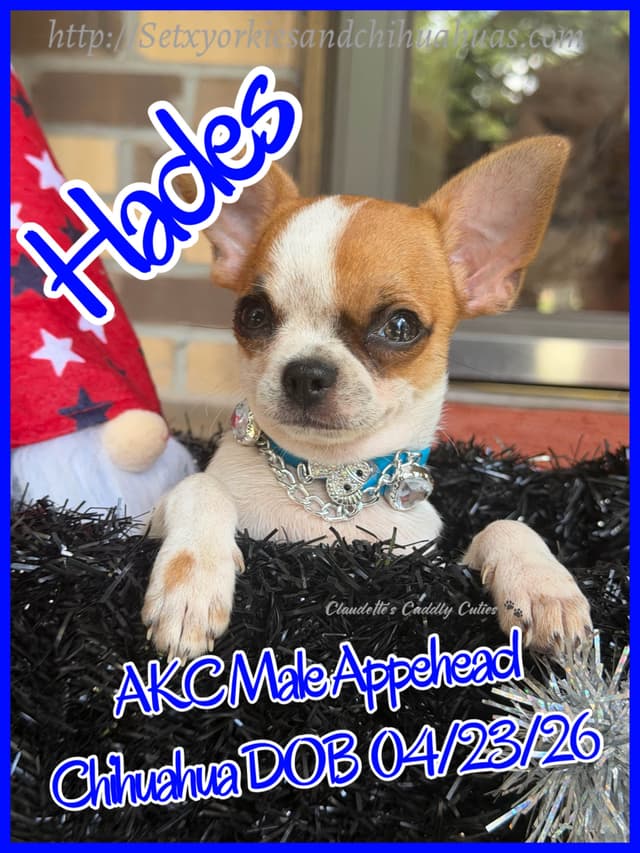 Chihuahua Puppies media 16