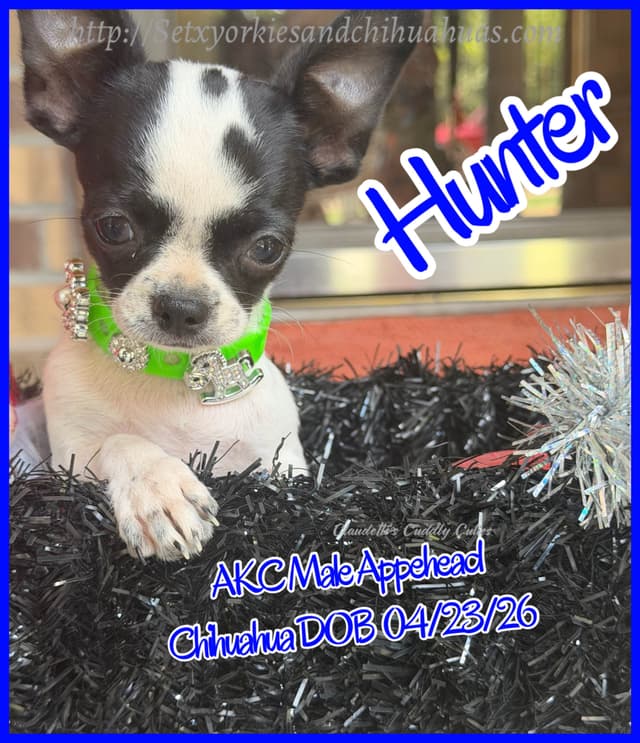 Chihuahua Puppies media 13