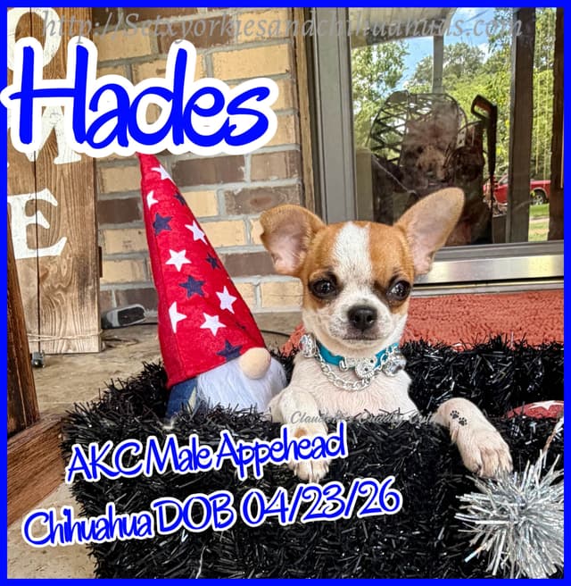 Chihuahua Puppies media 17