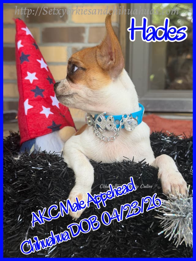 Chihuahua Puppies media 9