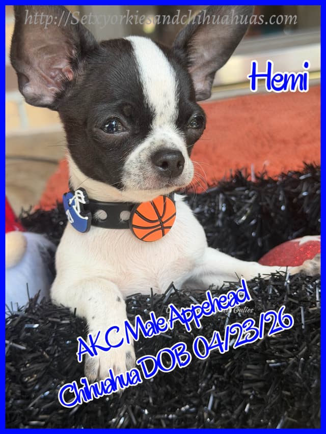Chihuahua Puppies media 3