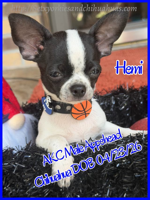 Chihuahua Puppies media 11