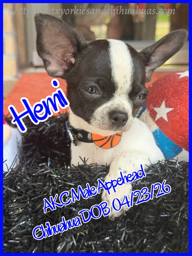 Chihuahua Puppies media 10