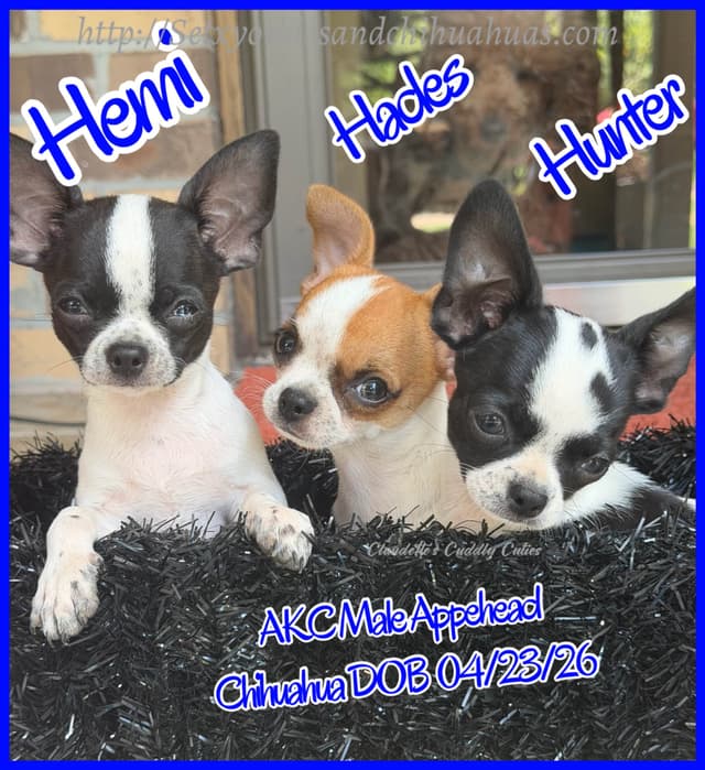 Chihuahua Puppies media 15