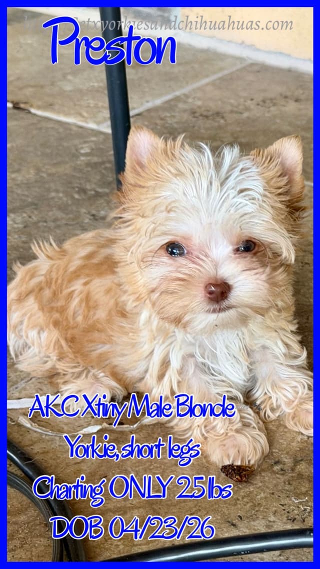 Yorkshire Terrier Puppies media 6