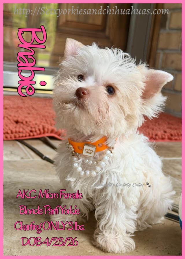 Yorkshire Terrier Puppies media 14