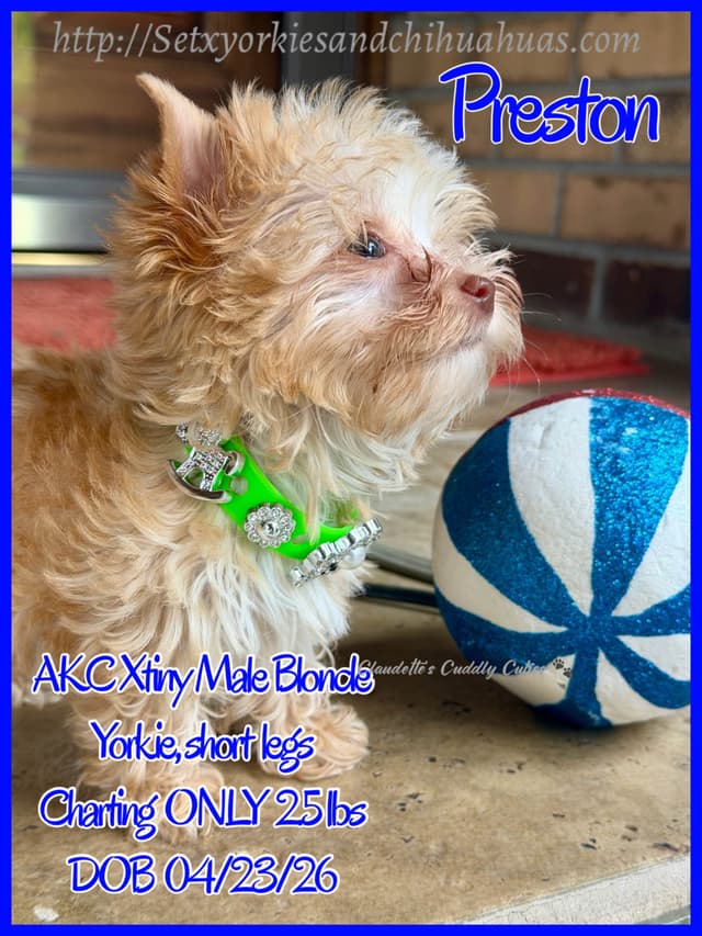 Yorkshire Terrier Puppies media 20